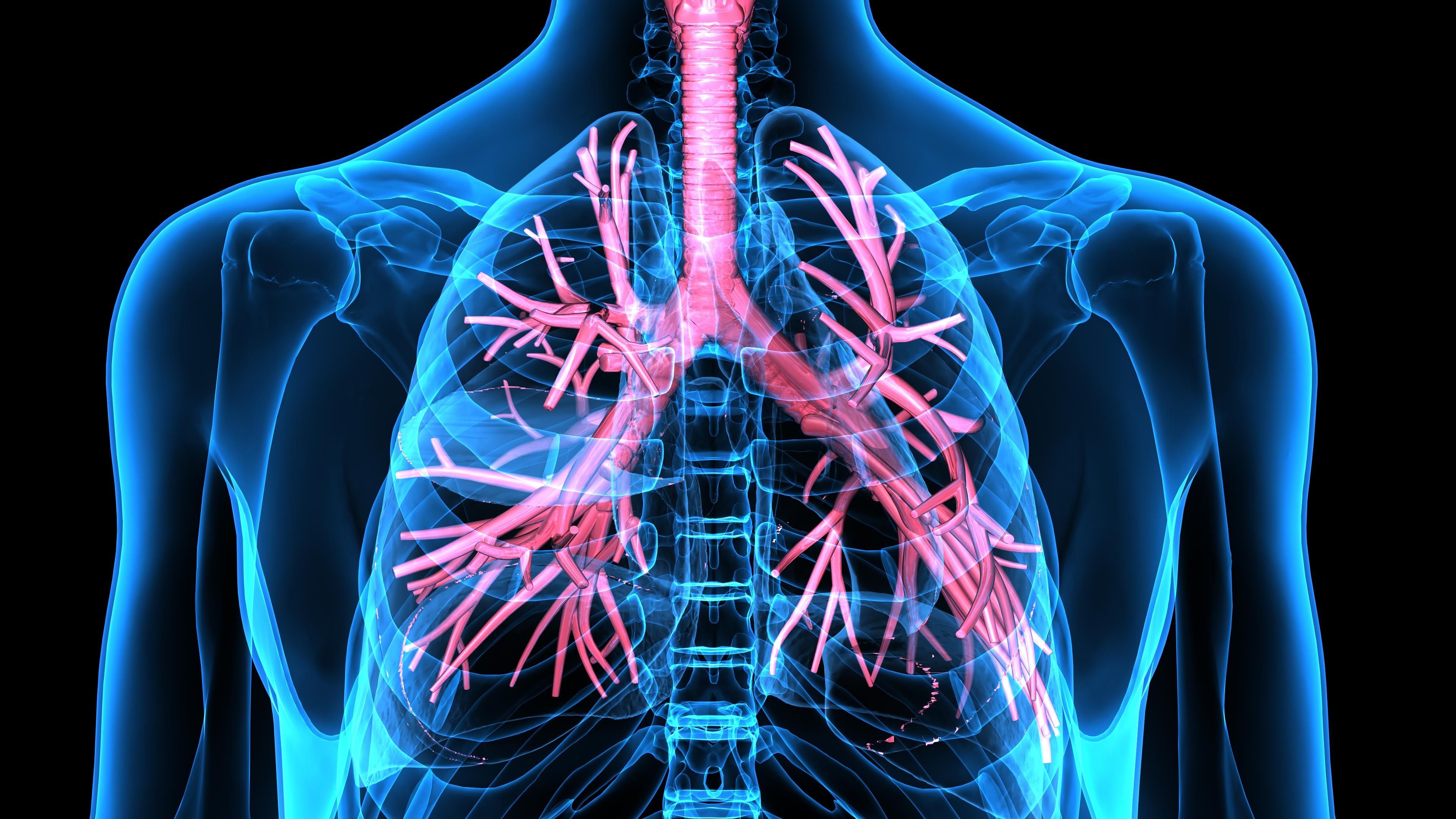 Asthma in lungs -- Image credit: PIC4U | stock.adobe.com