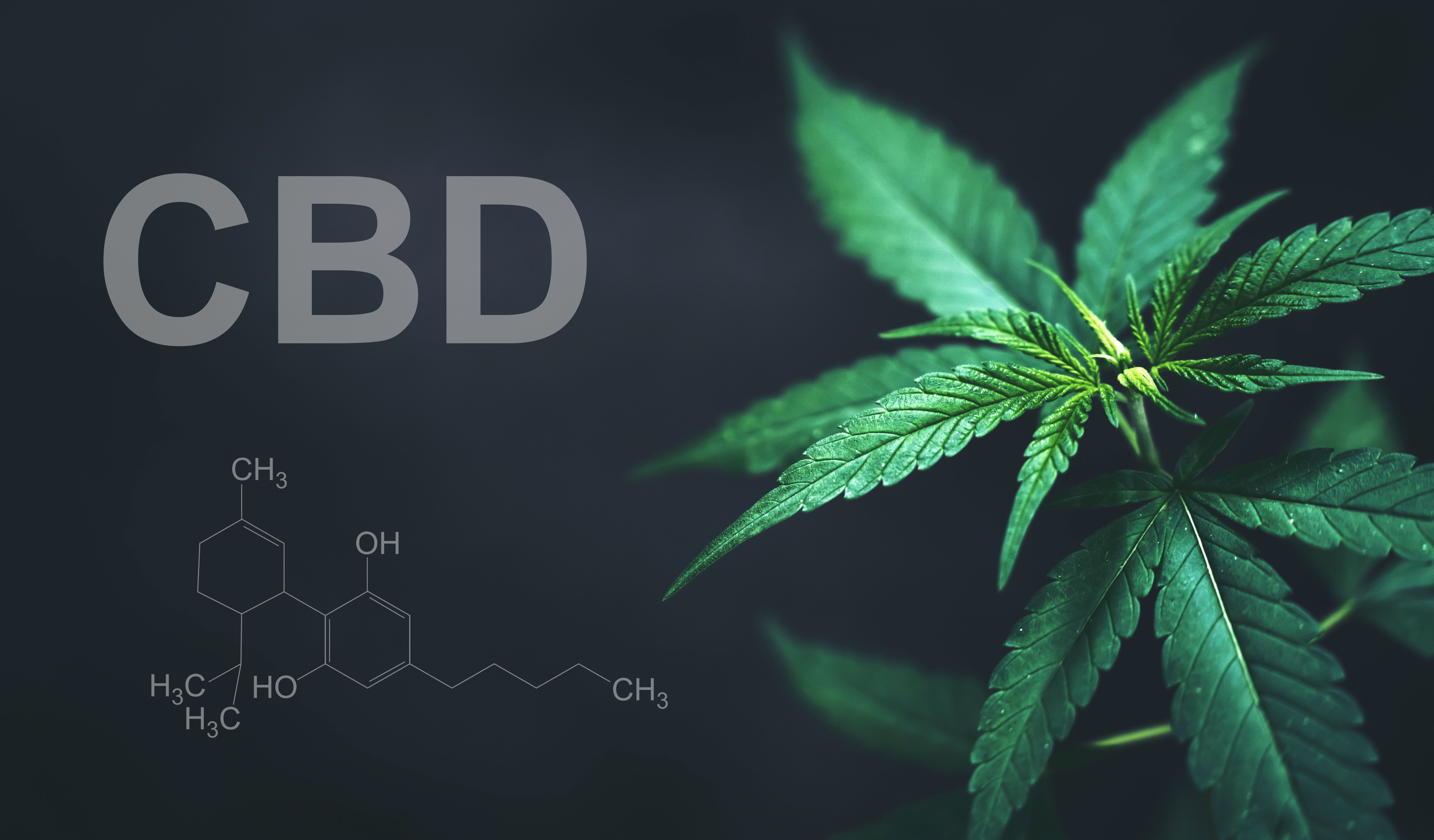 Marijuana leaves with cbd thc chemical structure | Image Credit: anankkml | stock.abobe.com