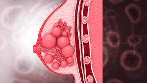 Cross-section of anatomical breast | Image Credit: © Rasi - stock.adobe.com