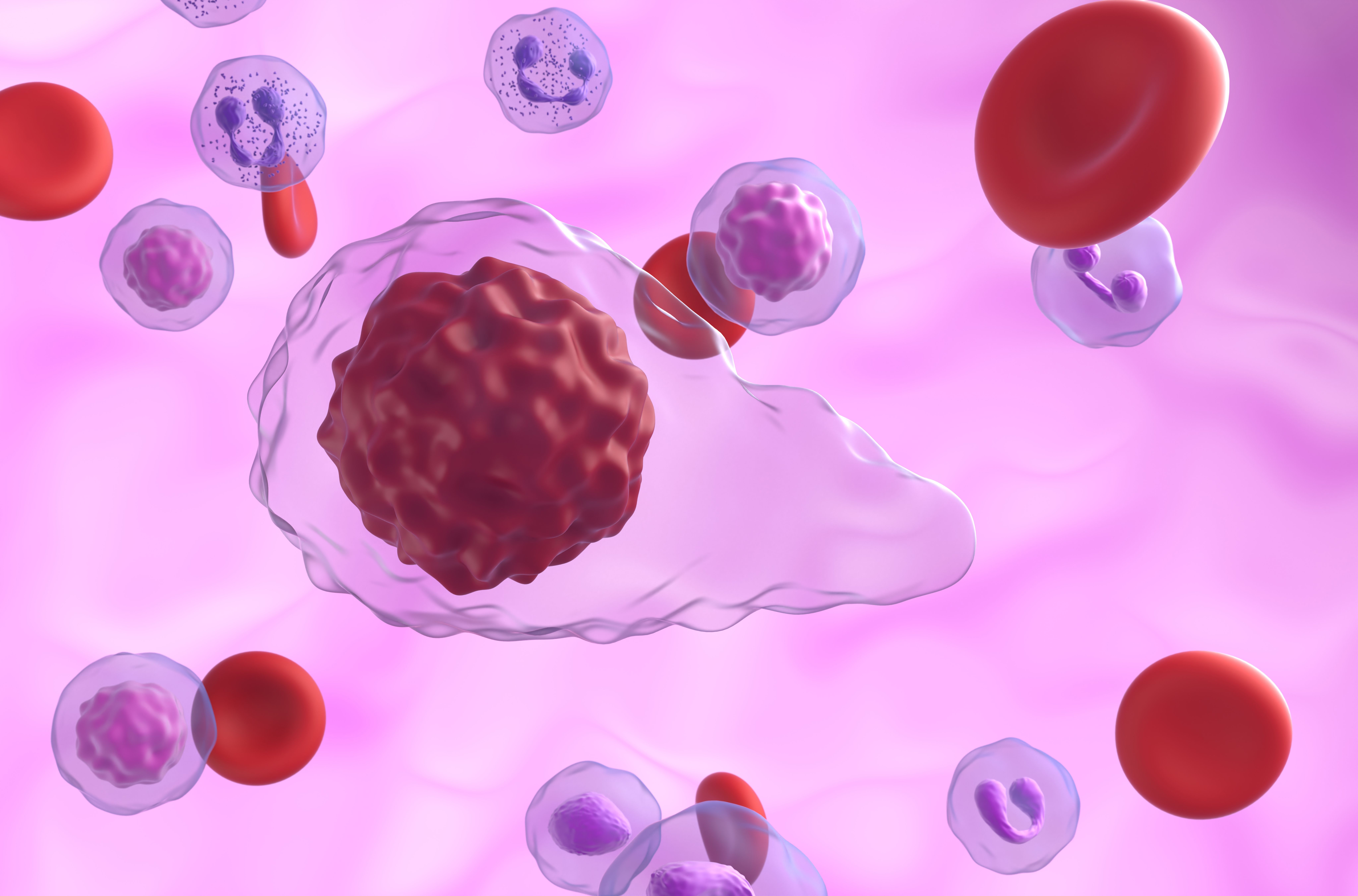 Primary myelofibrosis (PMF) cells in blood flow - closeup view 3d illustration - Image credit: LASZLO | stock.adobe.com