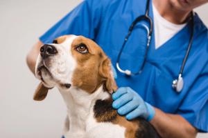 Dog at the vet -- Image credit: LIGHTFIELD STUDIOS | stock.adobe.com