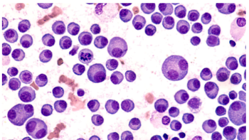 Image credit: David A Litman - stock.adobe.com