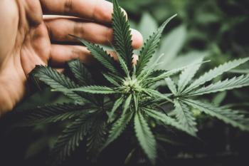 Cannabis plant -- Image credit: cendeced | stock.adobe.com