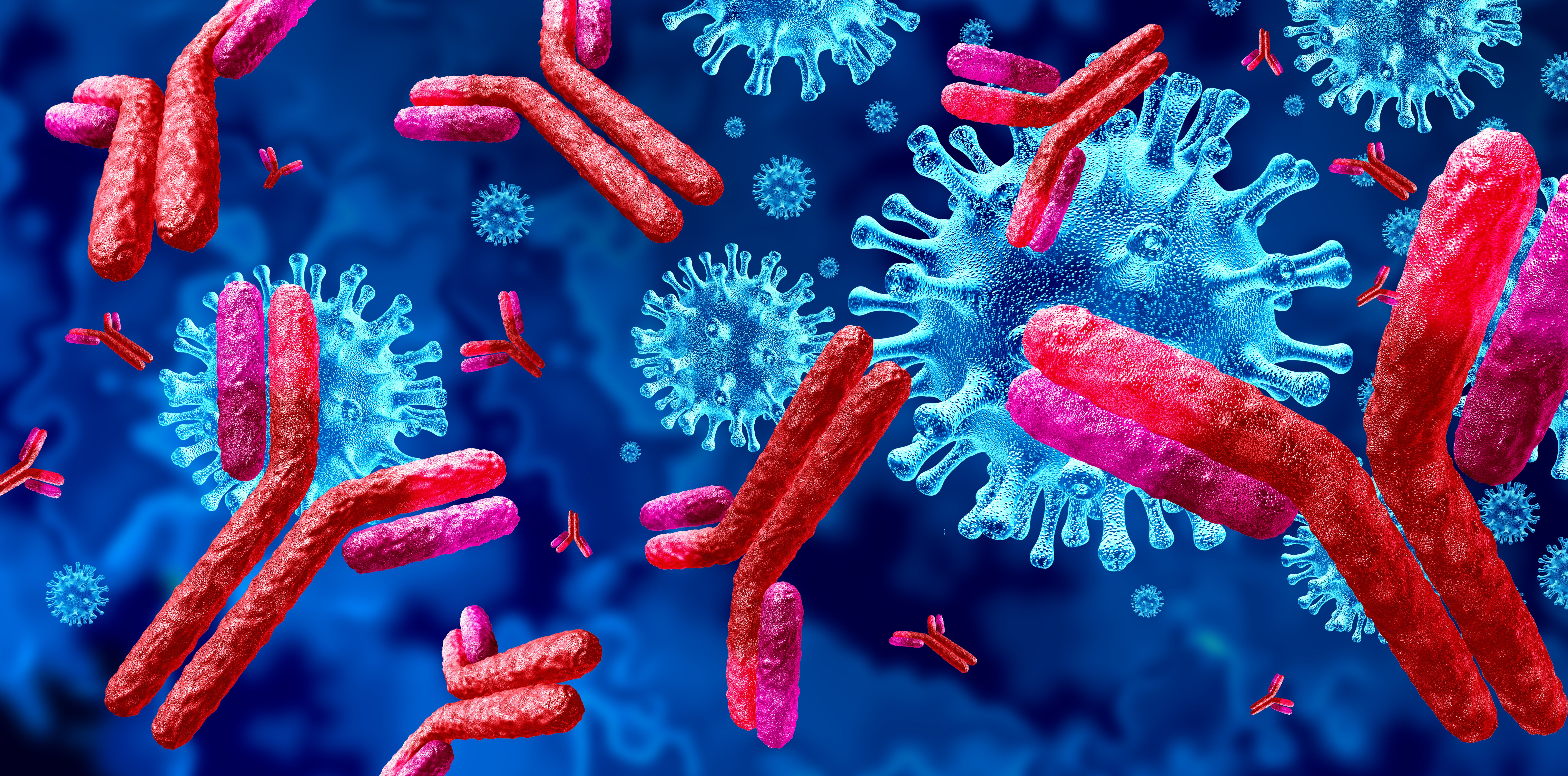 Image of immunoglobulin antibody.