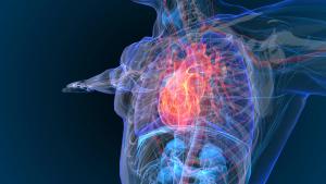 X-ray scan of a human heart -- Image credit: appledesign | stock.adobe.com