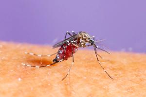 CDC Warns B-Cell–Depleting Therapies May Increase Risk of Severe Arboviral Neuroinvasive Disease