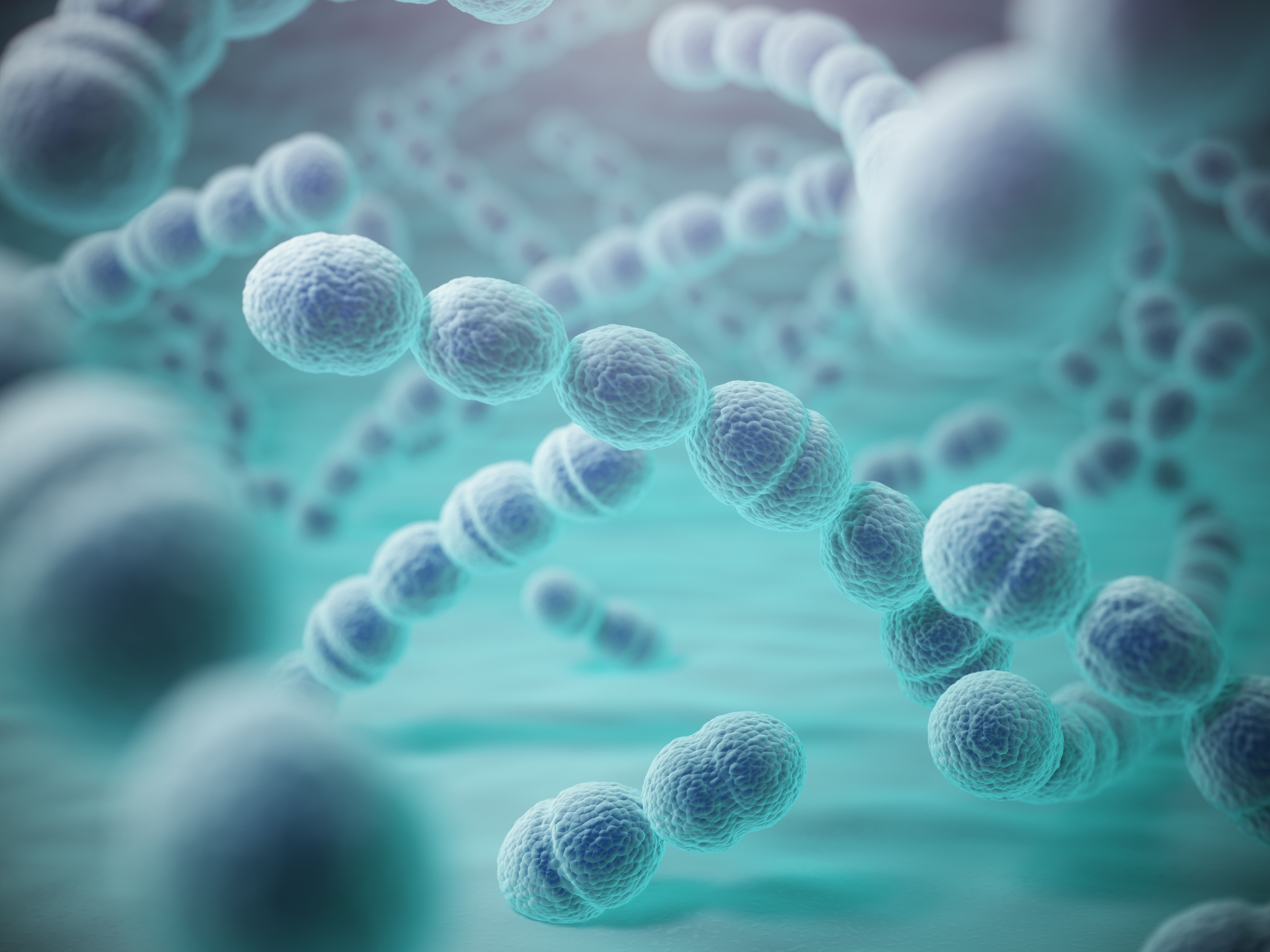 Streptococcus pneumoniae or pneumococcus bacterias | Image Credit: Maksym Yemelyanov - stock.adobe.com