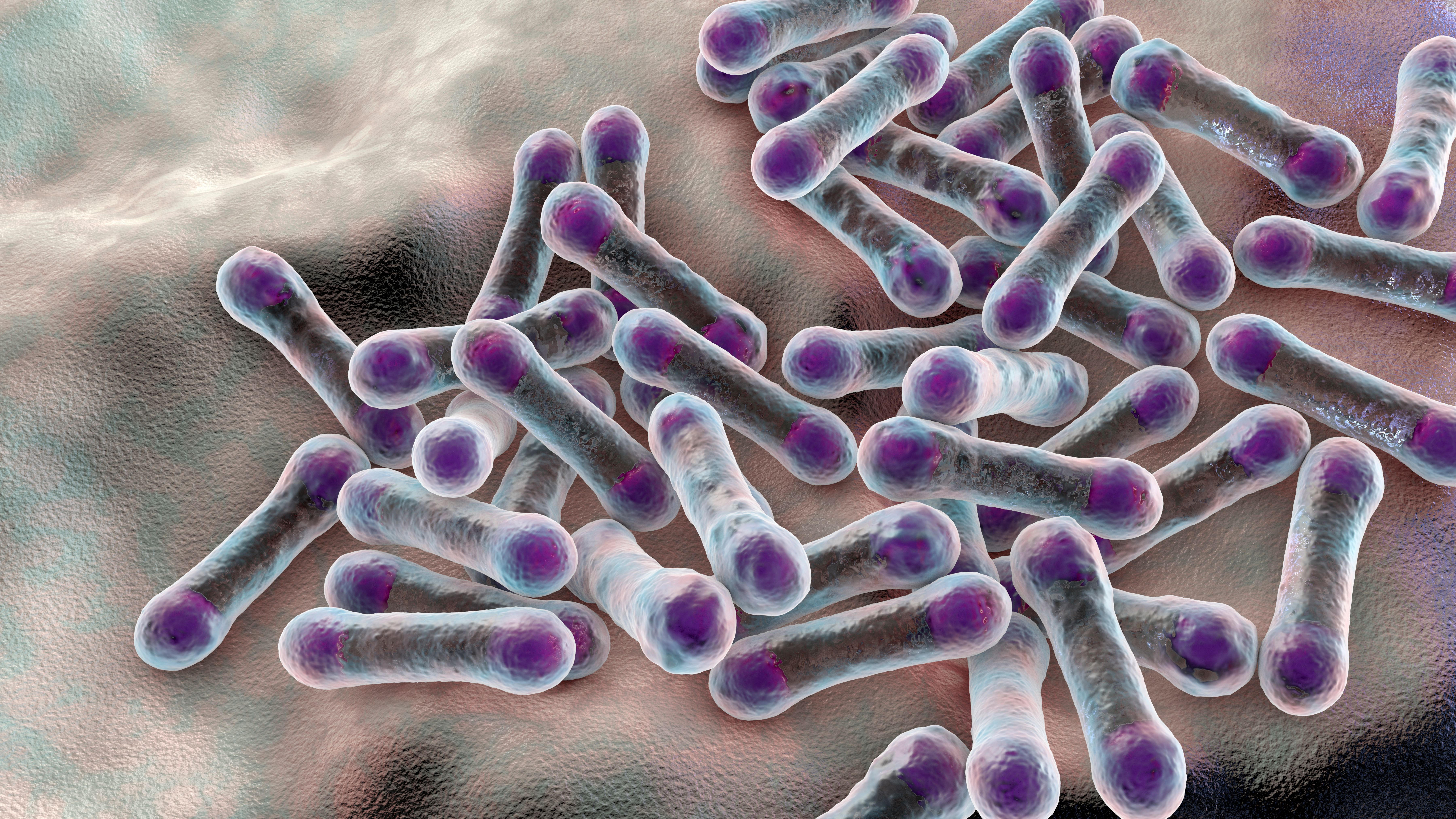 Bacteria Corynebacterium diphtheriae | Image Credit: Dr_Microbe - stock.adobe.com