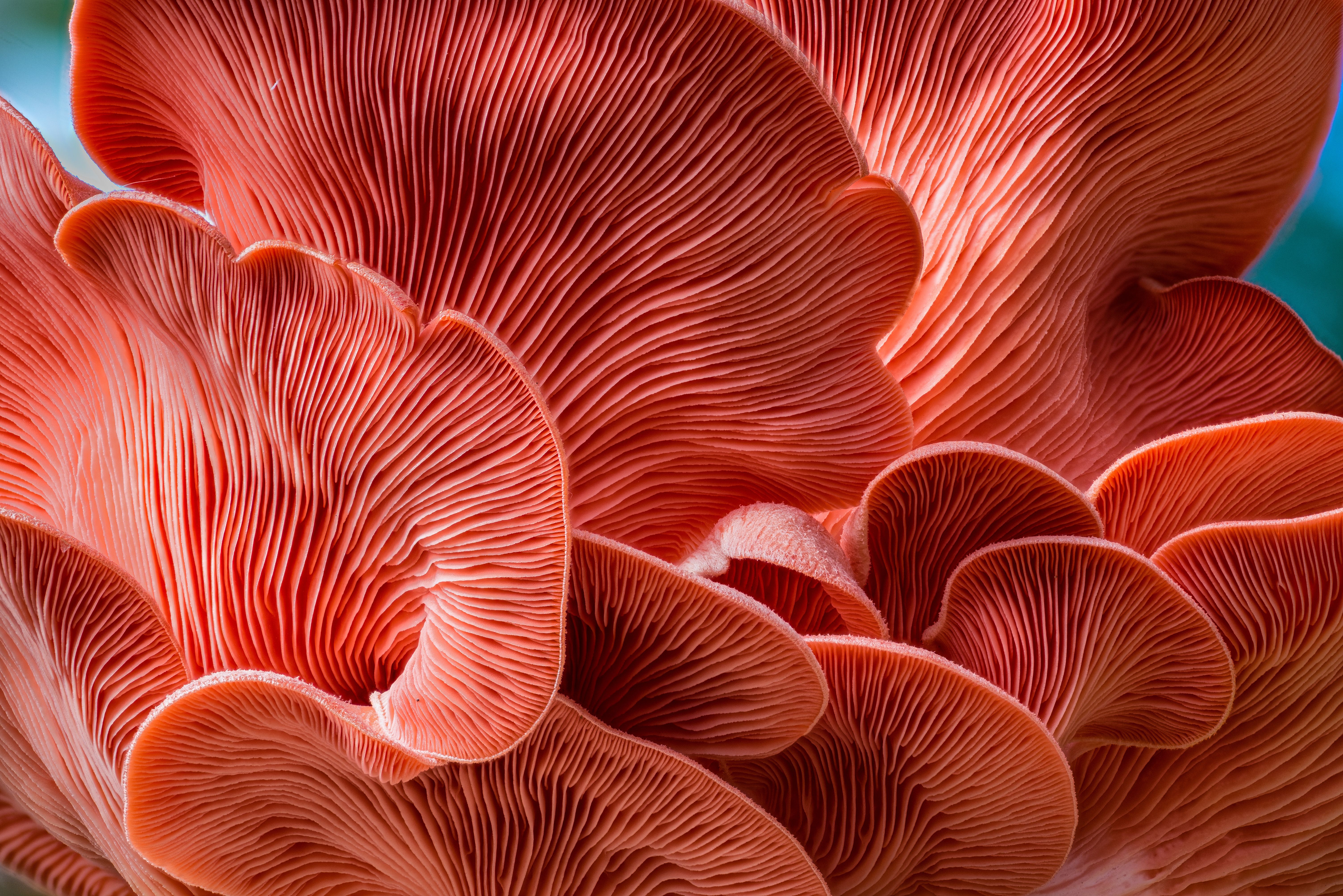 Whole psilocybin mushroom in a clear medication capsule | Image credit: Zim - stock.adobe.com
