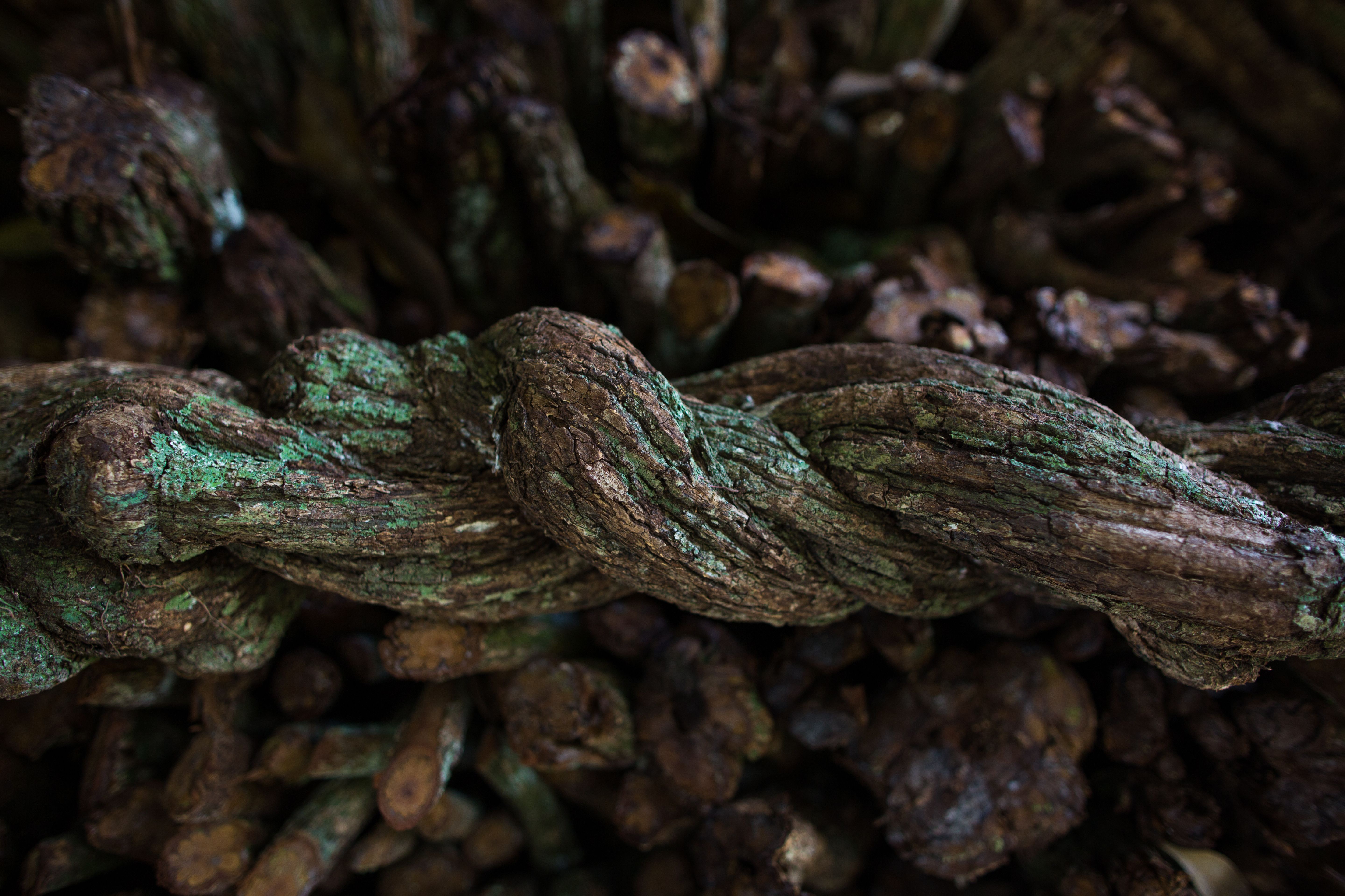 As Scientific Evidence Base for Safety, Efficacy of Ayahuasca Use Grows, a DEA Report Asserts a Position Countering the Data