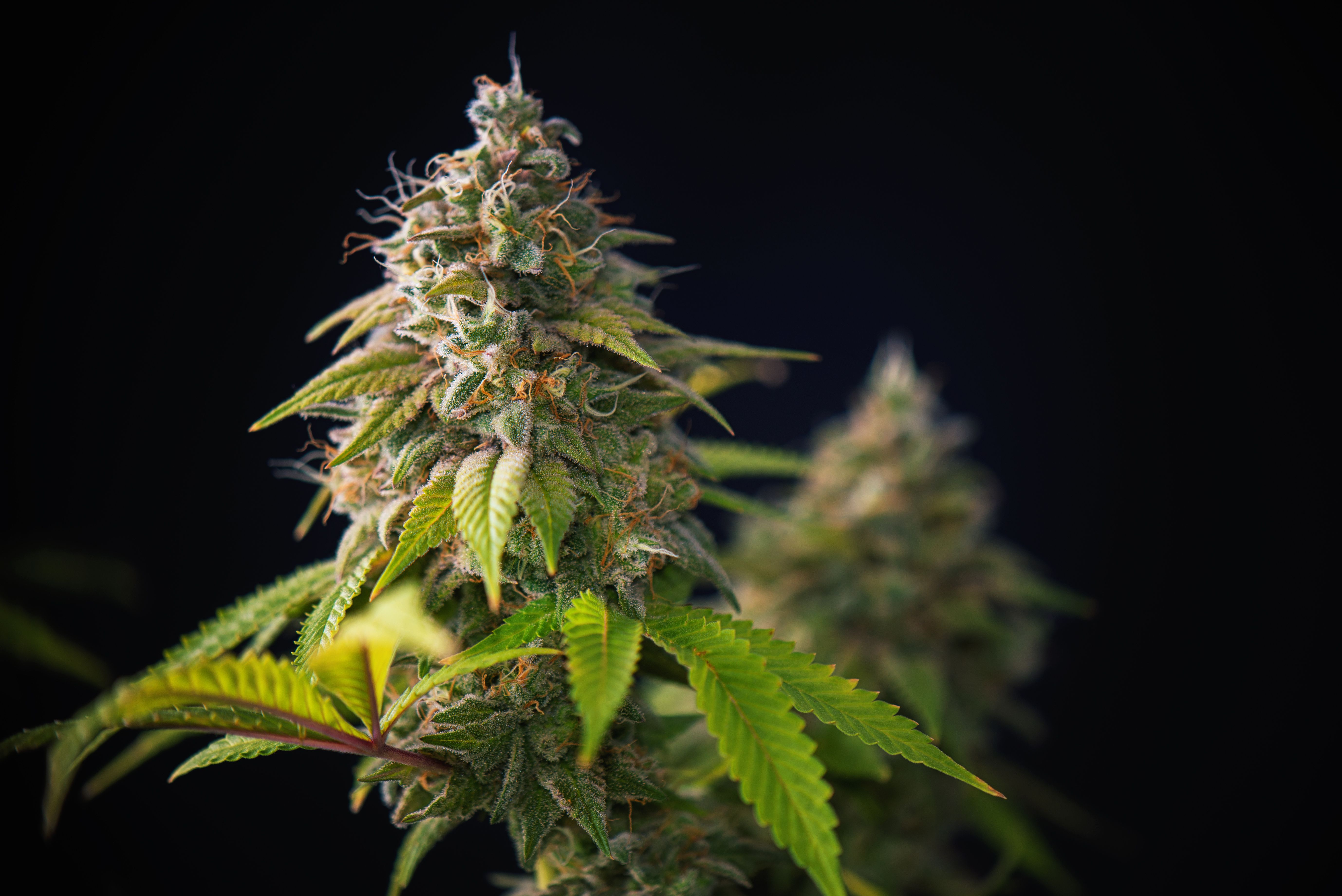 Navigating Cannabis in Pharmacy Practice: State Legislation and Contraindications for Patient Use