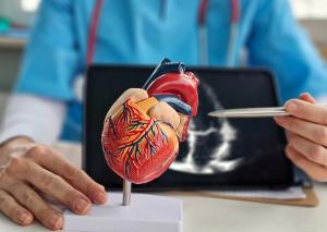 Pharmacist with a model depicting a heart -- Image credit: Nadzeya | stock.adobe.com