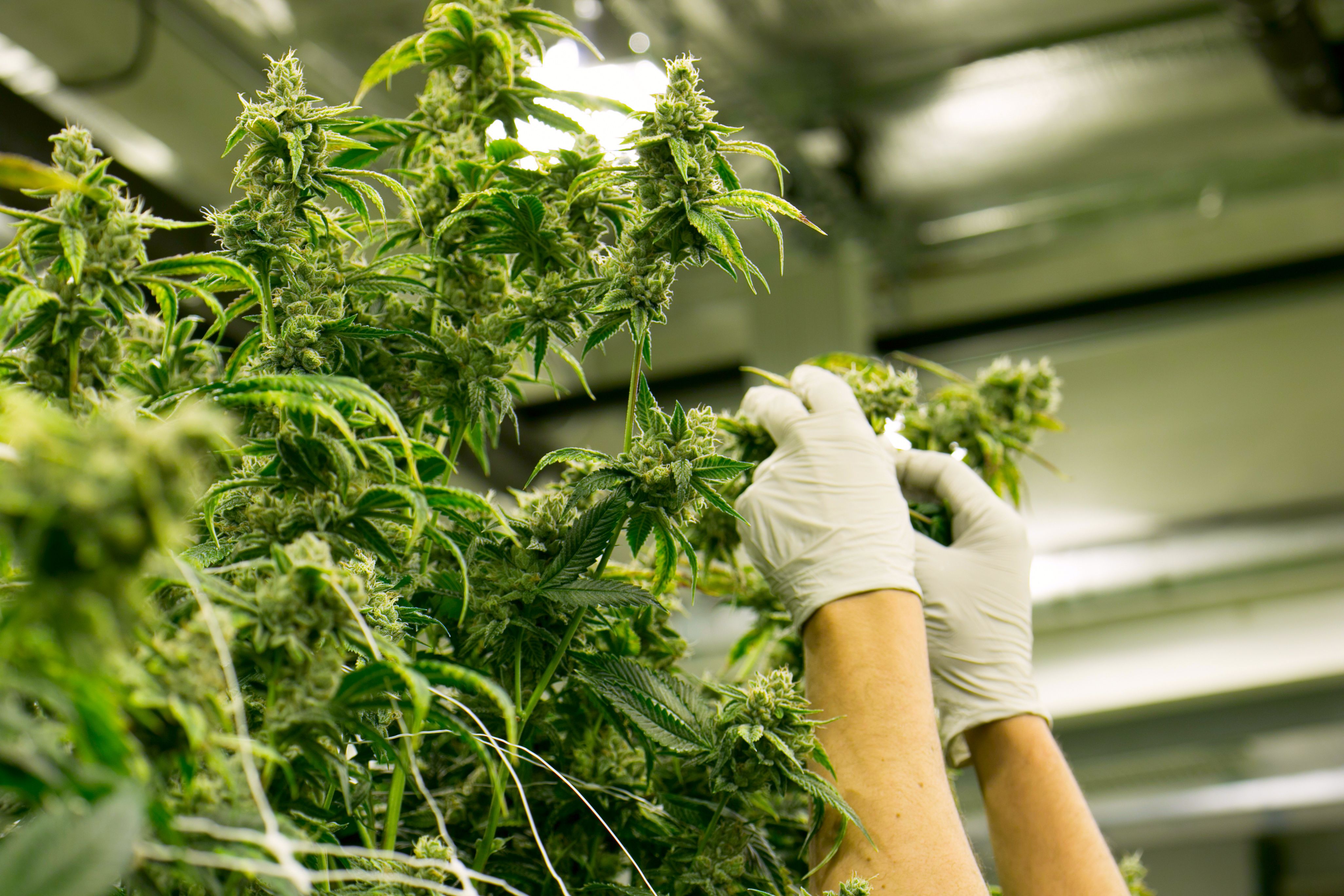 Hands Trim Cannabis Plant Marijuana Indoor Farm | Image Credit: The Colonel | stock.adobe.com