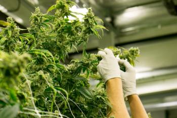 Hands Trim Cannabis Plant Marijuana Indoor Farm | Image Credit: The Colonel | stock.adobe.com