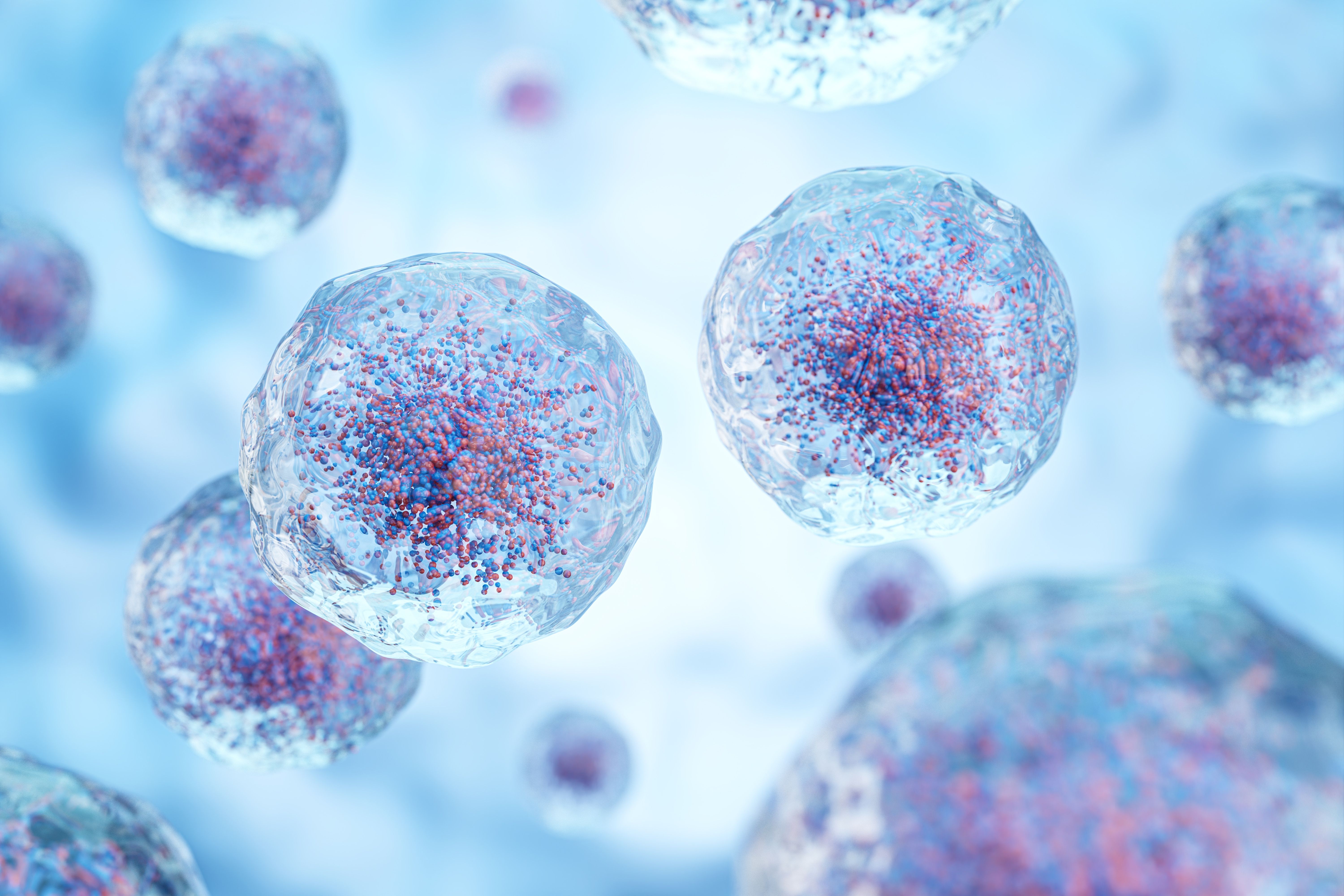 White blood cells with nucleus and granule | Image Credit: stockdevil - stock.adobe.com