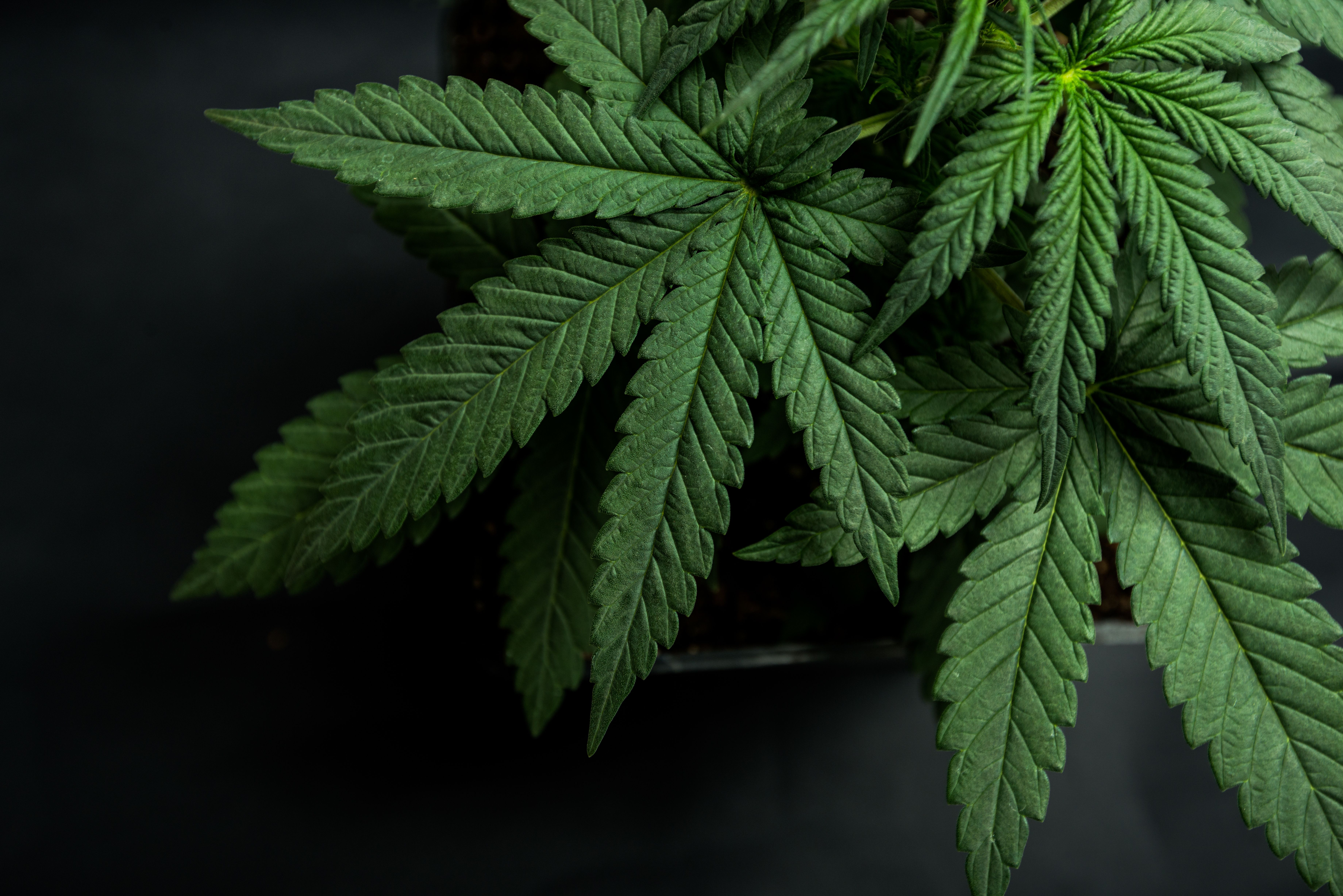 Cannabis plant -- Image credit: YARphotographer | stock.adobe.com