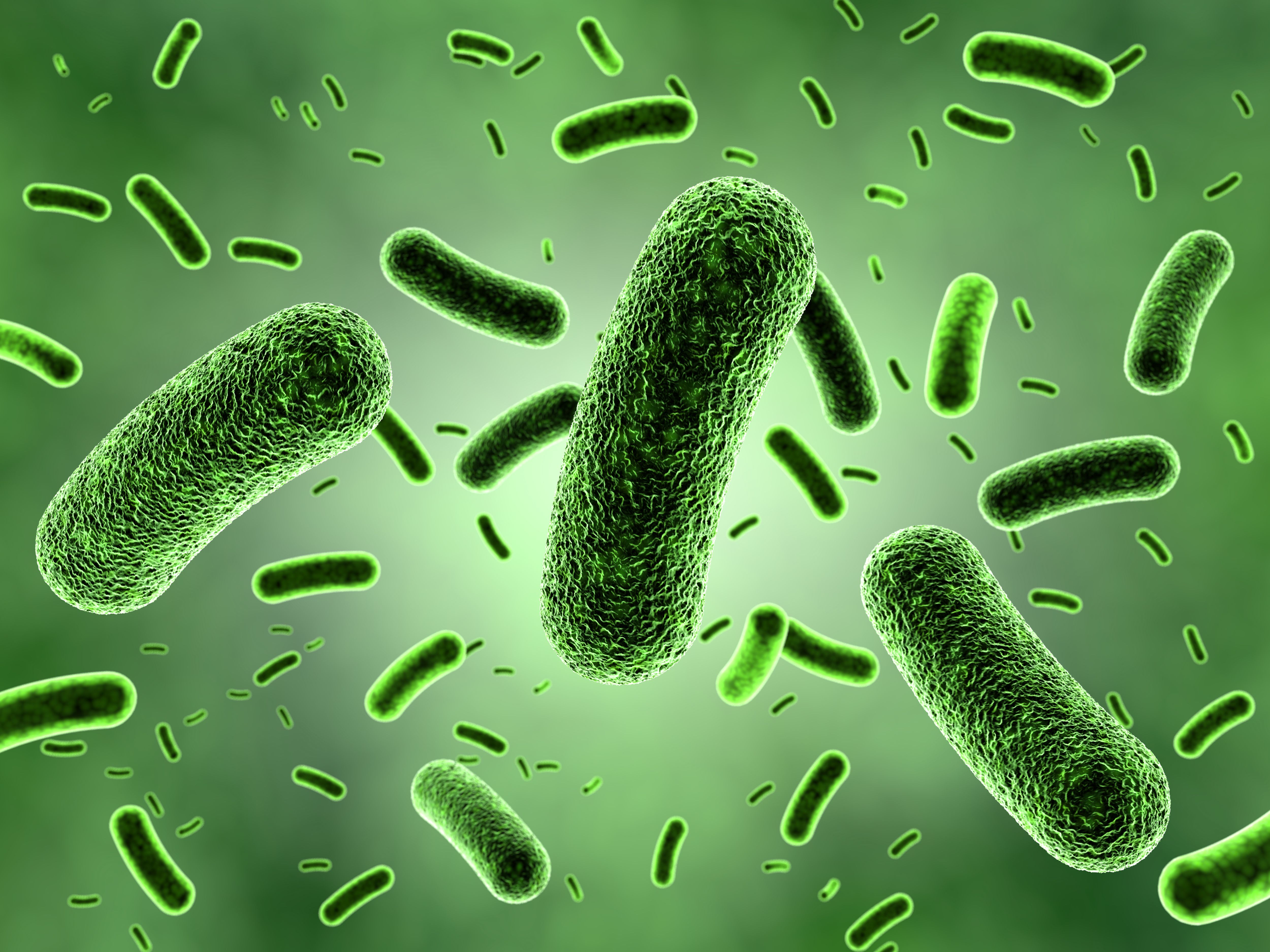 Bacteria -- Image credit: zuki70 | stock.adobe.com