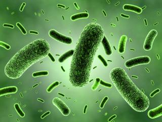 Bacteria -- Image credit: zuki70 | stock.adobe.com