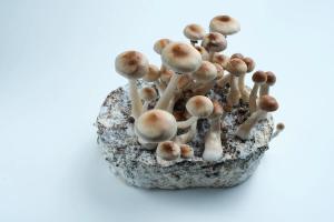 Integrating Emotional Healing Through Psychedelics Into Everyday Oncology Practice