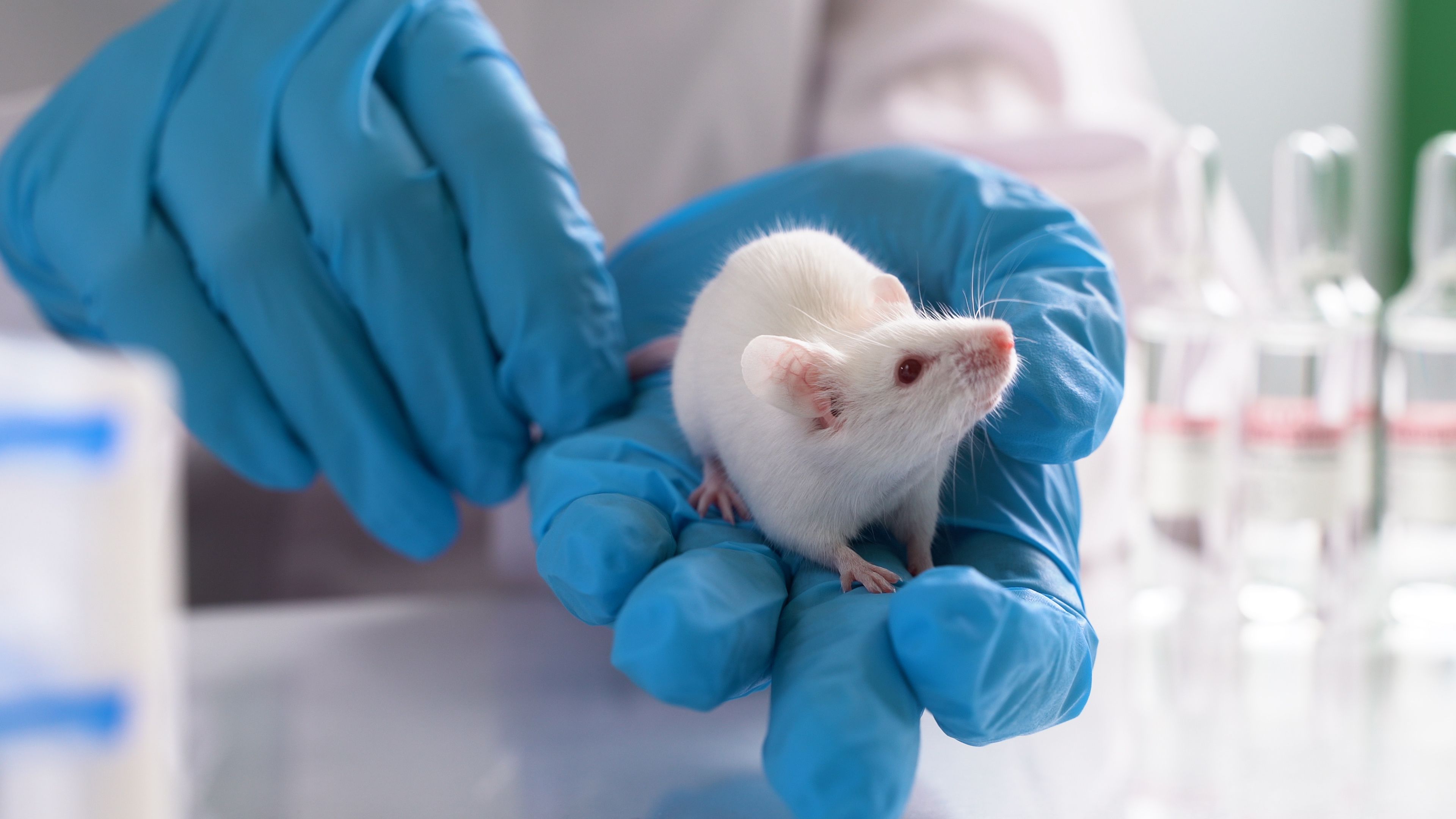 testing drugs and vaccine on mice | Image Credit: filin174 | stock.adobe.com