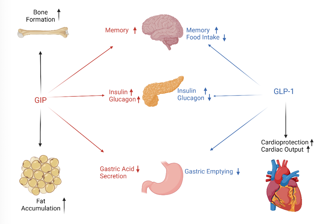 glp 1 gip dual agonist mechanism of action Understand GLP-1/GIP Dual Agonist Tirzepatide and Its Effect on Current Weight Loss Therapy glp 1 gip dual agonist mechanism of action Understand GLP-1/GIP Dual Agonist Tirzepatide and Its Effect on Current Weight Loss Therapy