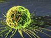 How Do Some Cancer Cells Evade Immune System?