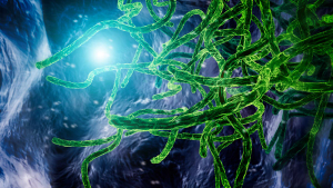 Stock.adobe.com Ebola