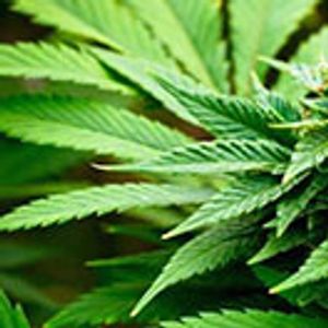 Patent Protection for Cannabis?