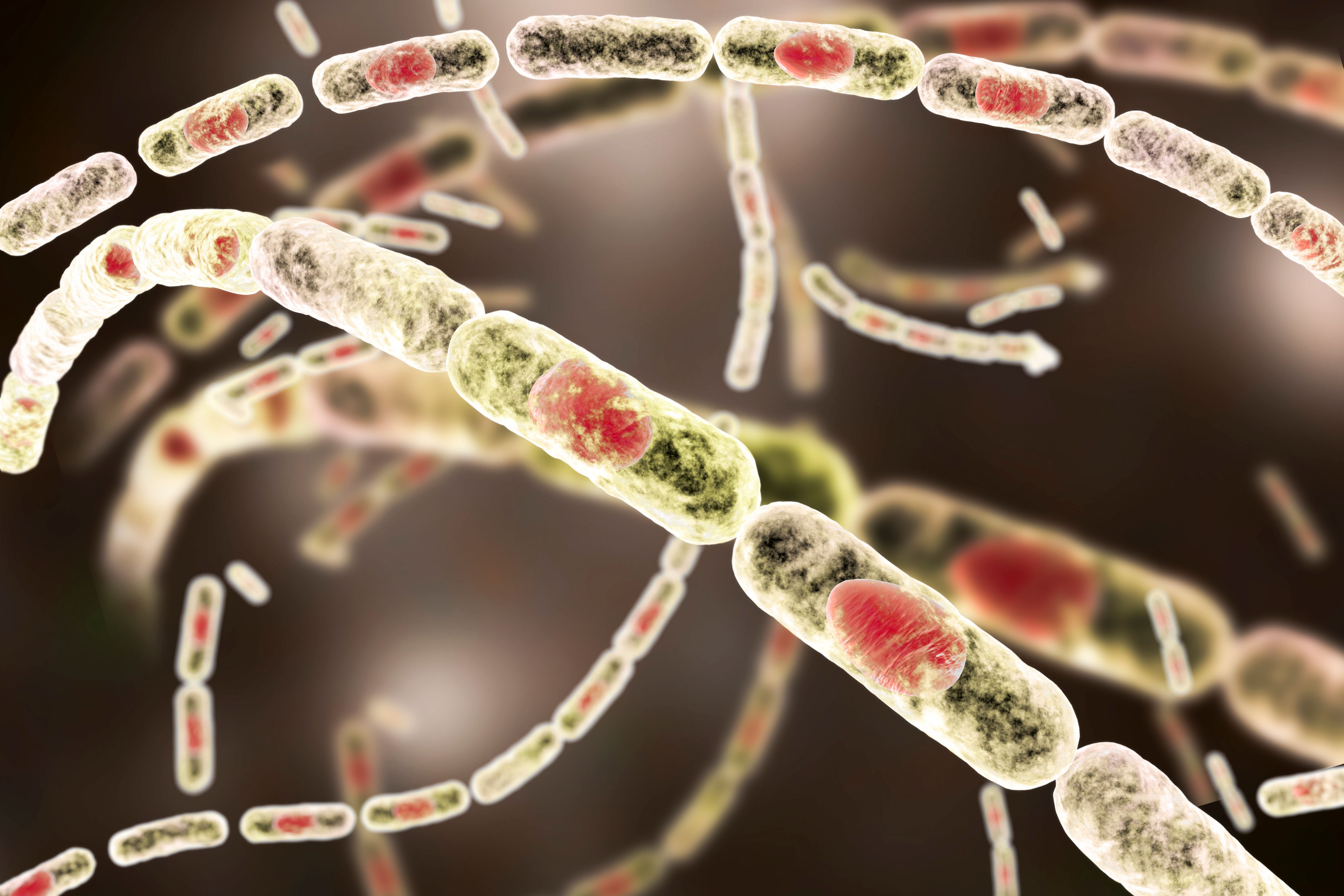 Image credit: Dr_Microbe | stock.adobe.com