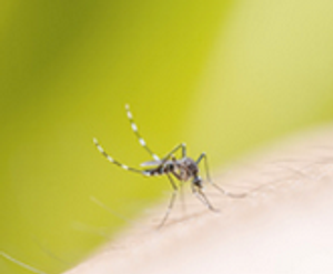 mosquito.png