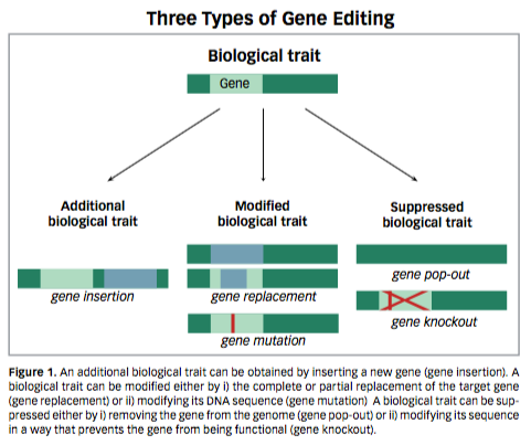 Editable Gene A New Era in Precision Gene Editing