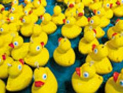 Compliance: Getting Those Ducks in a Row