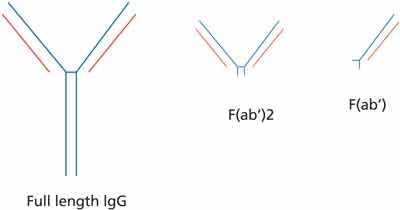 Challenges And Strategies For The Downstream Purification And Formulation Of Fab Antibody Fragments Challenges And Strategies For The Downstream Purification And Formulation Of Fab Antibody Fragments