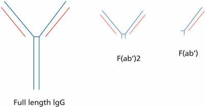 Challenges And Strategies For The Downstream Purification And Formulation Of Fab Antibody Fragments