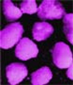 Manufacture and Dissolution Studies of Lipid Spheres: Part I