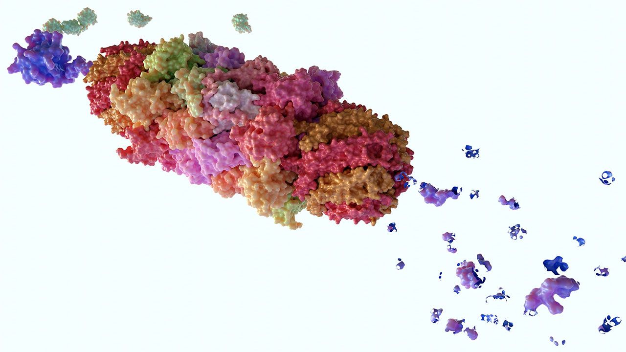 <![CDATA[Proteasomes: A Novel Approach to Target the Immune System]]>