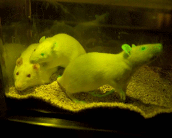 glowing_ratties-619609-1408643249458.gif