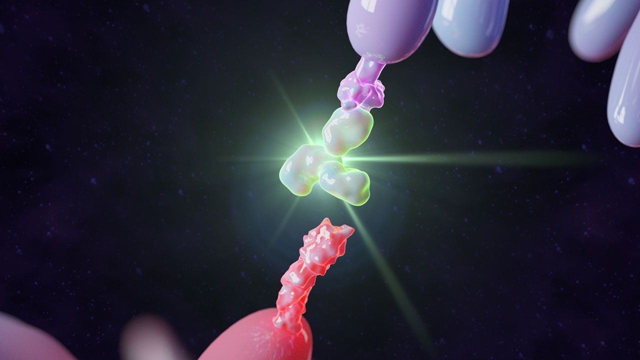3D Render of Therapeutic Antibody binding do PD-1 Molecule | Image Credit: ©Alpha Tauri 3D -stock.adobe.com.