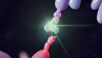 3D Render of Therapeutic Antibody binding do PD-1 Molecule | Image Credit: ©Alpha Tauri 3D -stock.adobe.com.