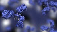 Antibody drug conjugate in blue with four drug compounds linked to IgG immunoglobulin; ADC in blue against blue background 3d render | Image Credit:  ©huenstructurebio.com -stock.adobe.com