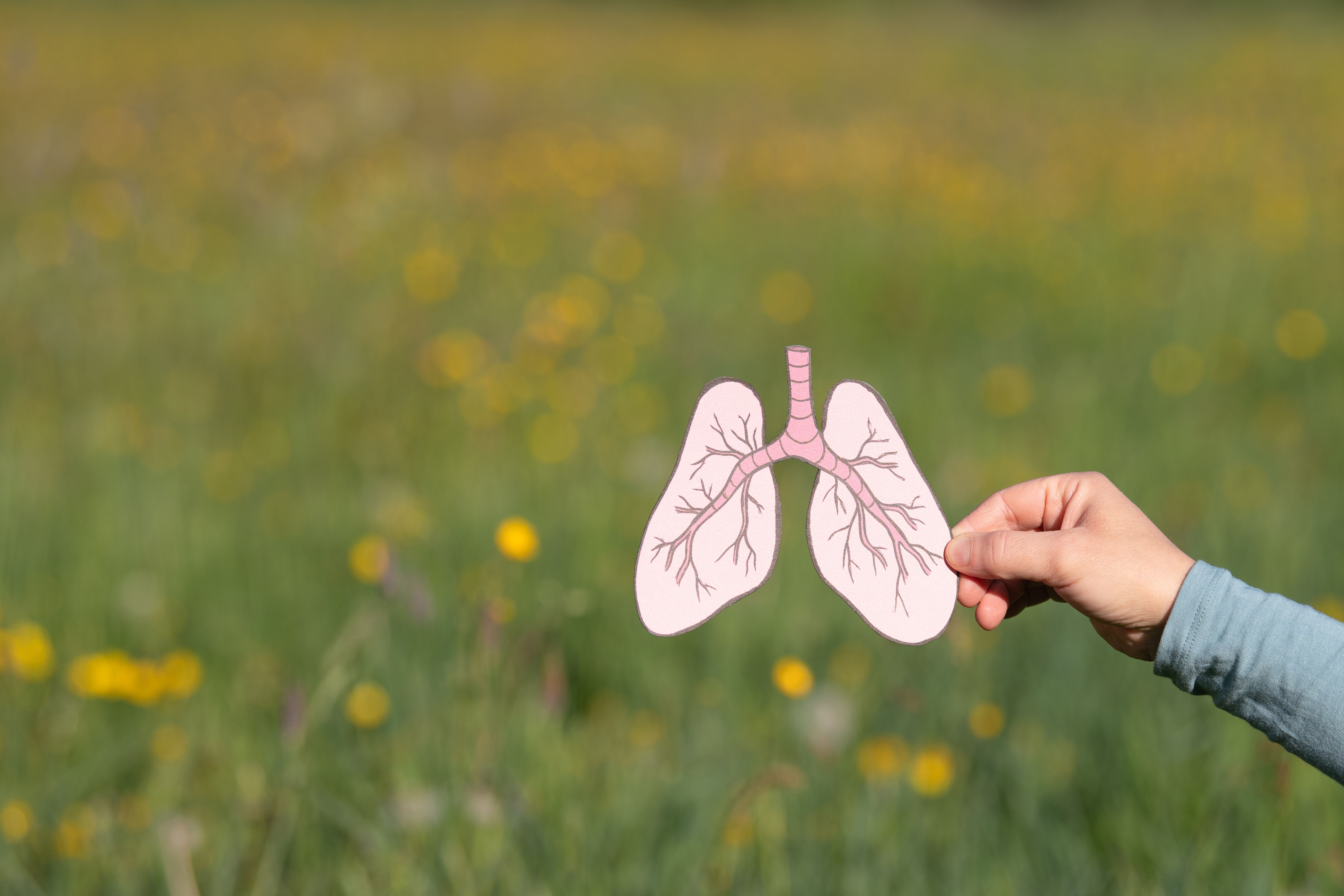 Lung with tuberculosis, long covid or asthma disease, cancer cells, virus and air pollution, no tobacco day, organ donation | Image Credit: © Berit Kessler - stock.adobe.com