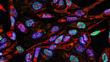 Fluorescent Imaging immunofluorescence of cancer cells growing in 2D with nuclei in blue, cytoplasm in red and DNA damage foci in green | Image Credit: ©drimafilm - stock.adobe.com