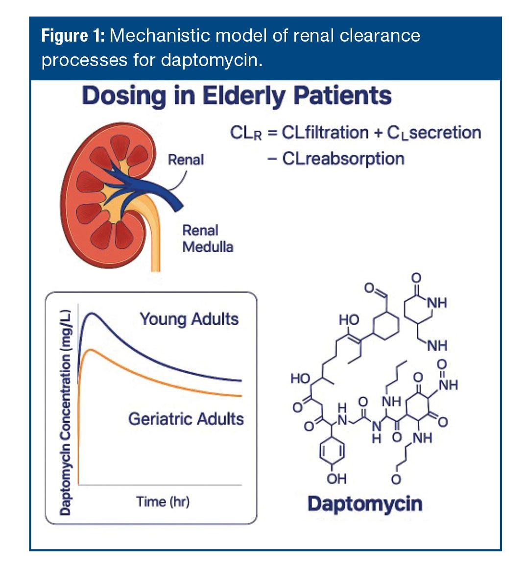 cefuroxime renal clearance mechanism diagram elderly