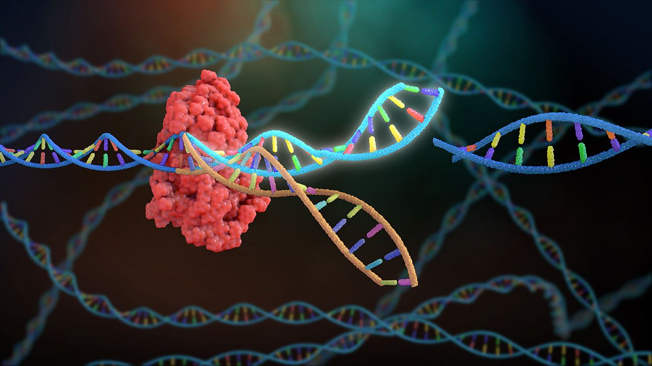 Évaluation du succès de la thérapie génique CRISPR à l’aide de la ddPCR