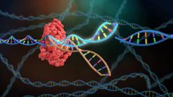 Assessing the Success of CRISPR Gene Therapies Using ddPCR