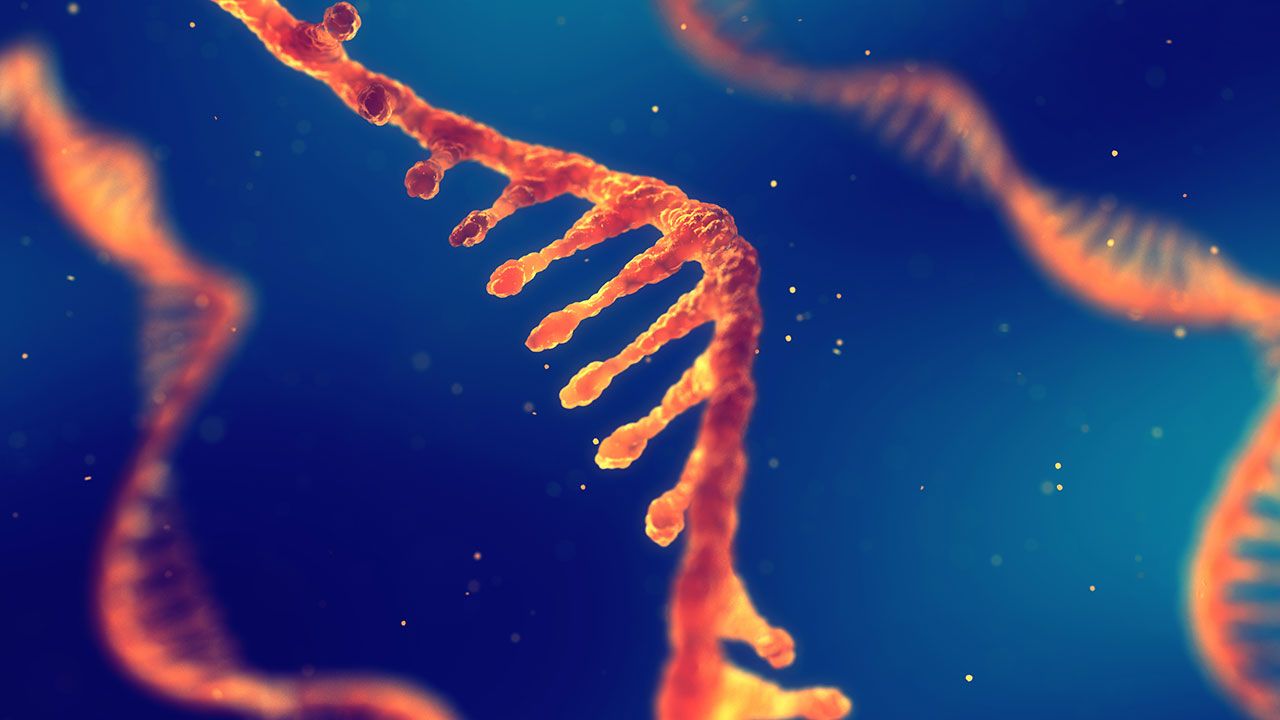 Single strand ribonucleic acid, RNA research and therapy | Image Credit:©nobeastsofierce - Stock.adobe.com