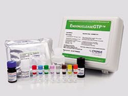 New Kit Identifies Endonuclease Impurities