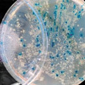 Formulating Topical Products Containing Live Microorganisms as the Active Ingredient