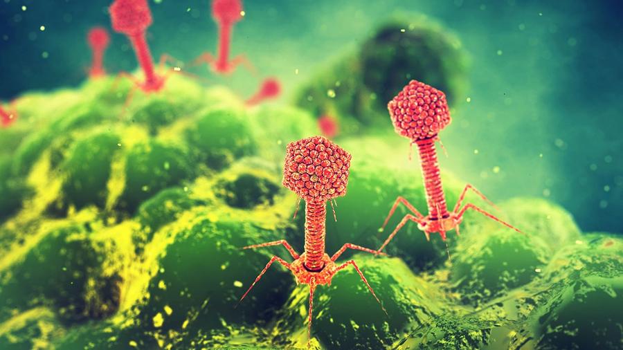 The State of Phage Therapy; Image: NOBEASTSOFIERCE - STOCK.ADOBE.COM