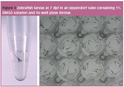 Zebrafish: a multifaceted approach for drug safety assessment